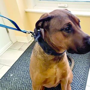 Dog Rescued