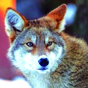 Wolf